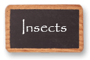 Insects