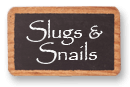 Slugs & Snails