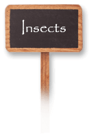 Insects