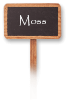 Moss