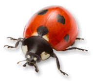 ladybug